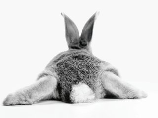 LoulouBunnyTEST
