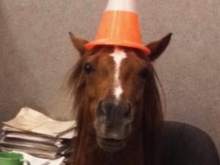 MichaelHorse