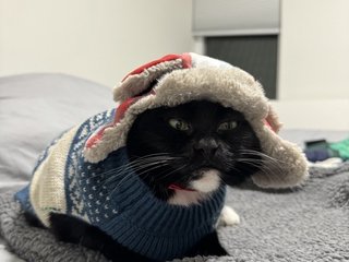 bleg_male_model