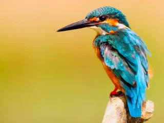 Model profile
