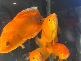 FreakyDomi