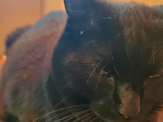 Model profile